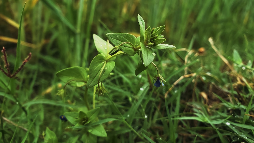 Photo Greenery, herbs